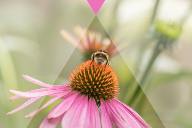 L’Echinacea